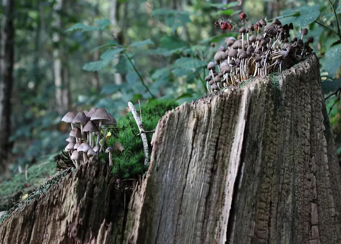 Casa de Férias Comfort With Sauna